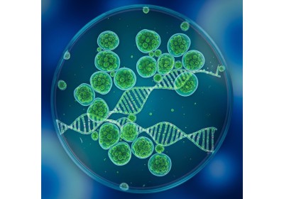 Chlorella Growth Factor (CGF): Klucz do Regeneracji i Witalności – Dlaczego jest Tak Ważny dla Twojego Zdrowia? image